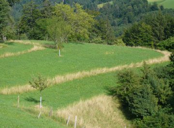 Ideale Altgrasstr