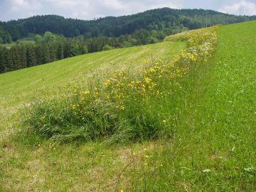Streifennutzung Ramsberg